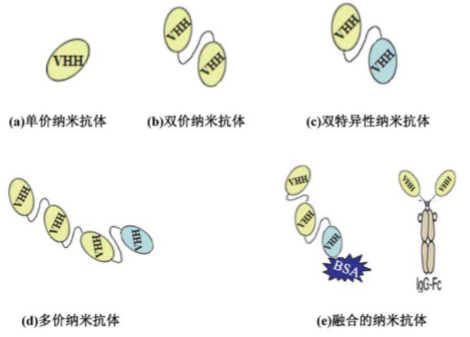 行研 | 納米抗體 – 抗體界的“百變星君”，如何突破抗體藥的激烈重圍？-肽度TIMEDOO